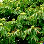 5 US Seeds Horse Chestnut Tree Fresh Nuts Aesculus Conkers