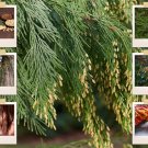 50 US Seeds Cali Incense Cedar Tree Libocedrus decurrens