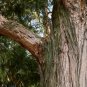 50 US Seeds Cali Incense Cedar Tree Libocedrus decurrens