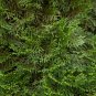 50 US Seeds Cali Incense Cedar Tree Libocedrus decurrens