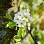 Pear Fruit Tree 10 US Seeds