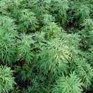 1000 US Seeds Sweet Wormwood Herb Artemisia annua Sweet Annie Sagewort