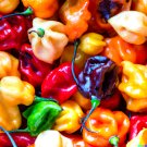 20 US Seeds Pepper Rainbow Habanero Mix