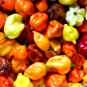 20 US Seeds Pepper Rainbow Habanero Mix