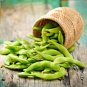 10 US Seeds Edamame Soy bean for Planting Be Sweet Asian Japanese Vege