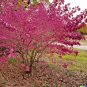 Giant Redbud Tree Showy Flowering Shrub Cercis gigantea 40 US Seeds