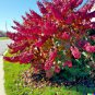 Giant Redbud Tree Showy Flowering Shrub Cercis gigantea 40 US Seeds