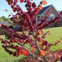Giant Redbud Tree Showy Flowering Shrub Cercis gigantea 40 US Seeds