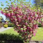 Red Flowering Currant Shrub Ribes sanguineum 10 US Seeds