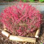 Red Flowering Currant Shrub Ribes sanguineum 10 US Seeds