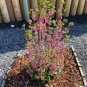 Red Flowering Currant Shrub Ribes sanguineum 10 US Seeds