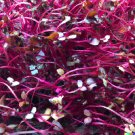 2000 US Seeds Amaranth Red Garnet