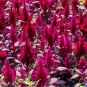 2000 US Seeds Amaranth Red Garnet