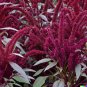 2000 US Seeds Amaranth Red Garnet