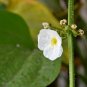 Sagittaria Latifolia Broadleaf Arrowhead Flower 1000 US Seeds