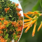 20 US Seeds Orange Flowers Honeysuckle Vine L ciliosa