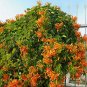 20 US Seeds Orange Flowers Honeysuckle Vine L ciliosa