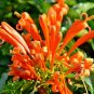 20 US Seeds Orange Flowers Honeysuckle Vine L ciliosa