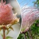 Geum triflorum Prairie Smoke 40 US Seeds