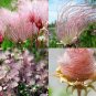 Geum triflorum Prairie Smoke 40 US Seeds