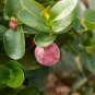 10 US Seeds Natal Plum Carissa grandiflora