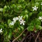 10 US Seeds Natal Plum Carissa grandiflora