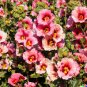 80 US Seeds Monroes Globemallow