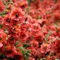 80 US Seeds Monroes Globemallow
