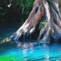 5 US Seeds Water Tupelo Tree Nyssa aquatica