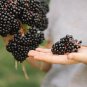 80 US Seeds Black Elderberry Sambucus canadensis
