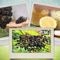 80 US Seeds Black Elderberry Sambucus canadensis