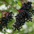 European Black Elderberry Sambucus nigra 80 US Seeds