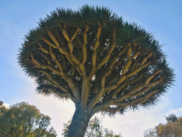 Dracaena draco Draco Dragon Tree 10 US Seeds