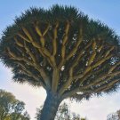 Dracaena draco Draco Dragon Tree 10 US Seeds Dracaena draco Draco Dragon Tree 10 US Seeds