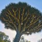 Dracaena draco Draco Dragon Tree 10 US Seeds