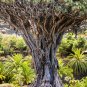 Dracaena draco Draco Dragon Tree 10 US Seeds