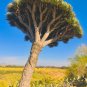 Dracaena draco Draco Dragon Tree 10 US Seeds