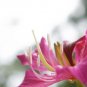 Flower Bauhinia purpurea Geranium Orchid Tree 10 US Seeds