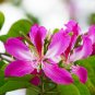 Flower Bauhinia purpurea Geranium Orchid Tree 10 US Seeds