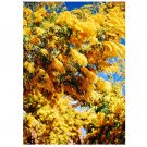 40 US Seeds Golden Mimosa Tree Acacia Baileyana