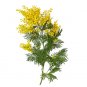 40 US Seeds Golden Mimosa Tree Acacia Baileyana