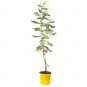 40 US Seeds Golden Mimosa Tree Acacia Baileyana