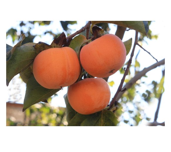 10 US Seeds Date Plum Persimmon Flowering Fruit Tree Diospyros lotus