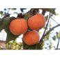 10 US Seeds Date Plum Persimmon Flowering Fruit Tree Diospyros lotus