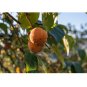 10 US Seeds Date Plum Persimmon Flowering Fruit Tree Diospyros lotus