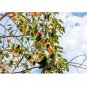 10 US Seeds Date Plum Persimmon Flowering Fruit Tree Diospyros lotus
