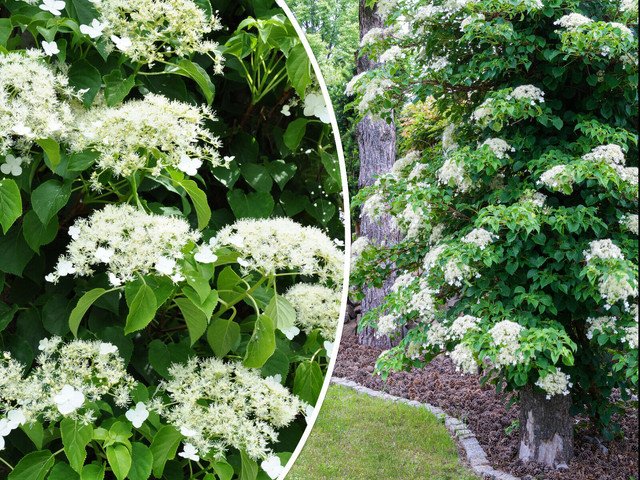 Vining Flower Bush Climbing Hydrangea 50 US Seeds