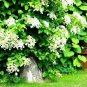 Vining Flower Bush Climbing Hydrangea 50 US Seeds