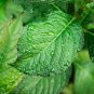 Vining Flower Bush Climbing Hydrangea 50 US Seeds