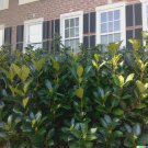 30 US Seeds American Holly Bush Tree Ilex opaca